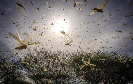 epa08155332 A handout photo made available by the United Nations Food and Agriculture Organization (FAO) shows desert locust swarm flying over a bush in Ololokwe, Samburu County, Kenya, 22 January 2020 (issued 23 January 2020). Large swarms of desert locusts have been invading Kenya for weeks, after having infested some 70 thousand hectares of land in Somalia which the United Nations Food and Agriculture Organisation (FAO) has termed the 'worst situation in 25 years' in the Horn of Africa. FAO cautioned that it poses an 'unprecedented threat' to food security and livelihoods in the region. Local media reported on 22 January that large swarms of locusts have invaded parts of Kitui County, some 180km east of the capital Nairobi.  EPA/SVEN TORFINN / FOOD AND AGRICULTURE ORGANIZATION HANDOUT  HANDOUT EDITORIAL USE ONLY/NO SALES